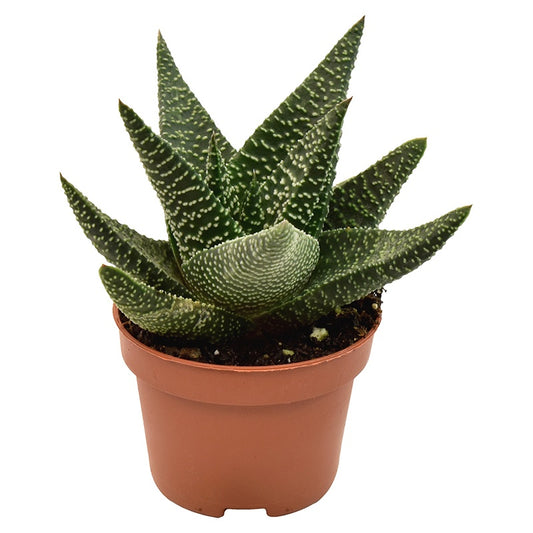 Planta naturala xGasterhaworthia 'Royal Highness' H9 cm PS6 cm in pamant