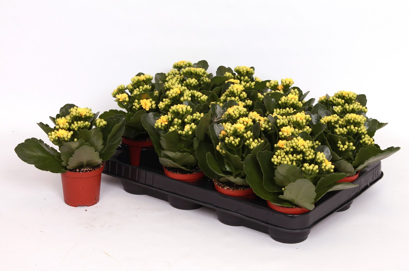 Planta naturala Yellow H15cm Kalanchoe Rosalina Don Amarillo PS7/ in pamant
