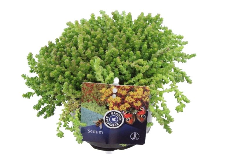 Planta naturala Yellow H15cm Sedum acre PS13/ in pamant