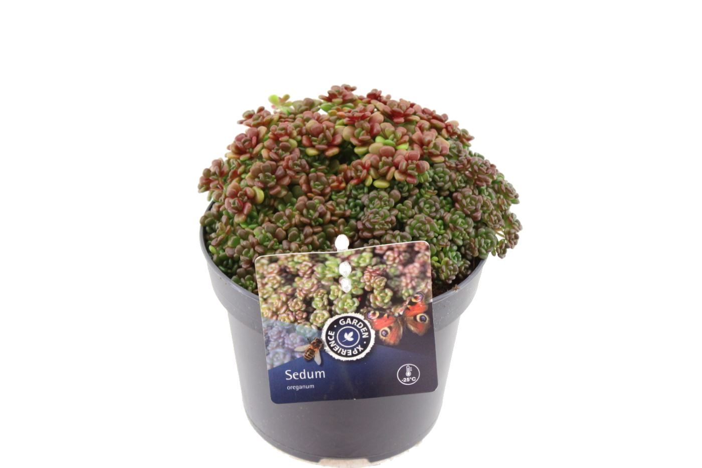 Planta naturala Yellow H15cm Sedum oreganum PS13/ in pamant