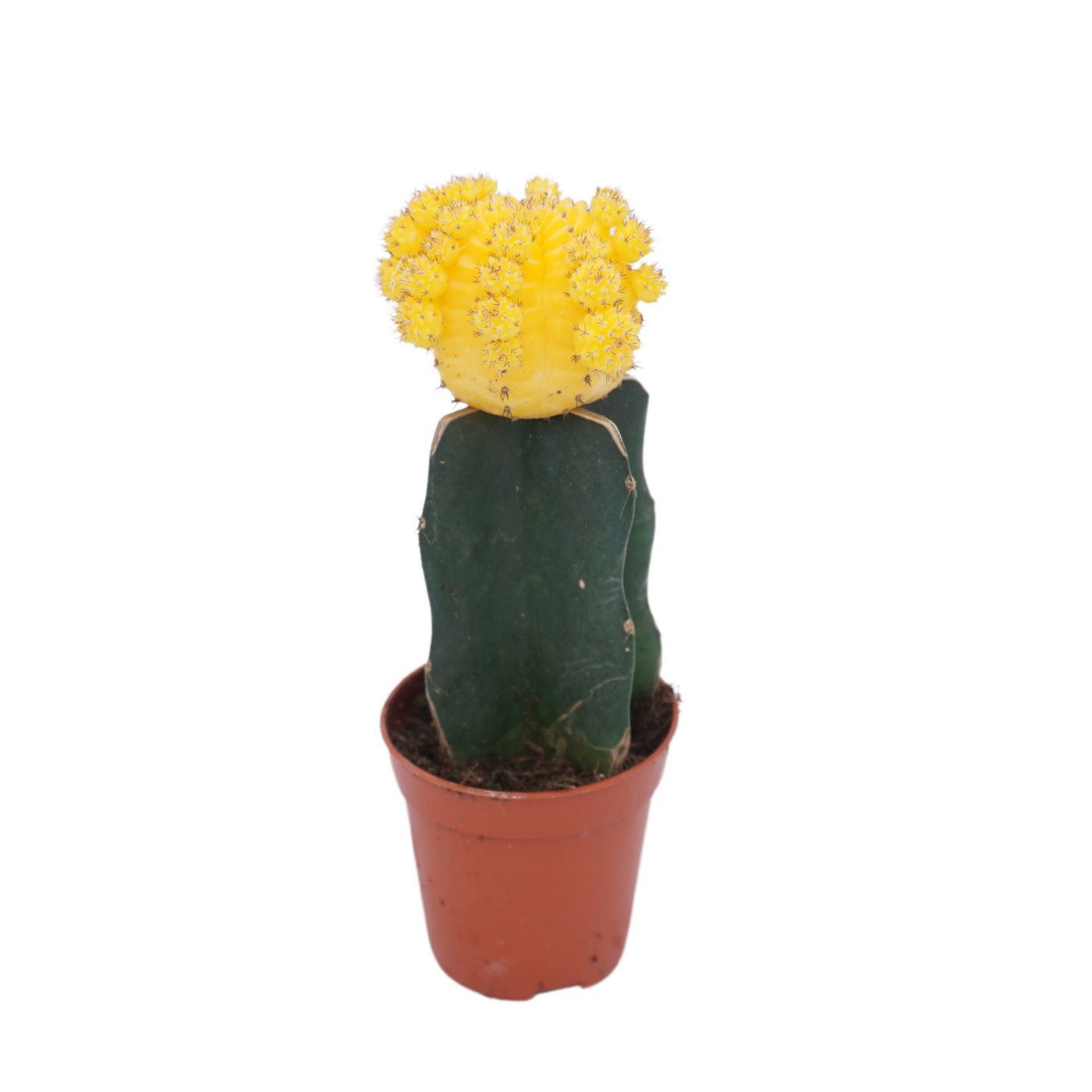 Planta naturala Yellow H17cm Gymnocalycium mihanovichii PS5/ in pamant