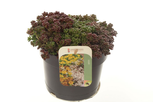 Planta naturala Yellow H20cm Sedum oreganum PS17/ in pamant