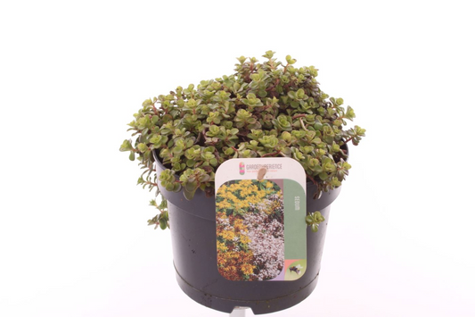 Planta naturala Yellow H25cm Sedum makinoi PS17/ in pamant
