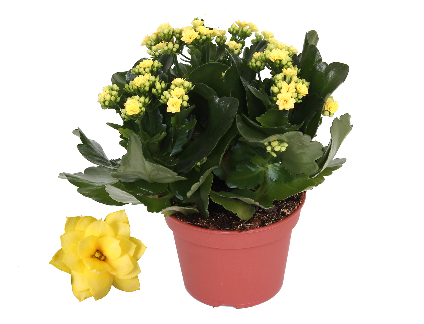 Planta naturala Yellow H27cm Kalanchoe Rosalina Don Amarillo PS15/ in pamant