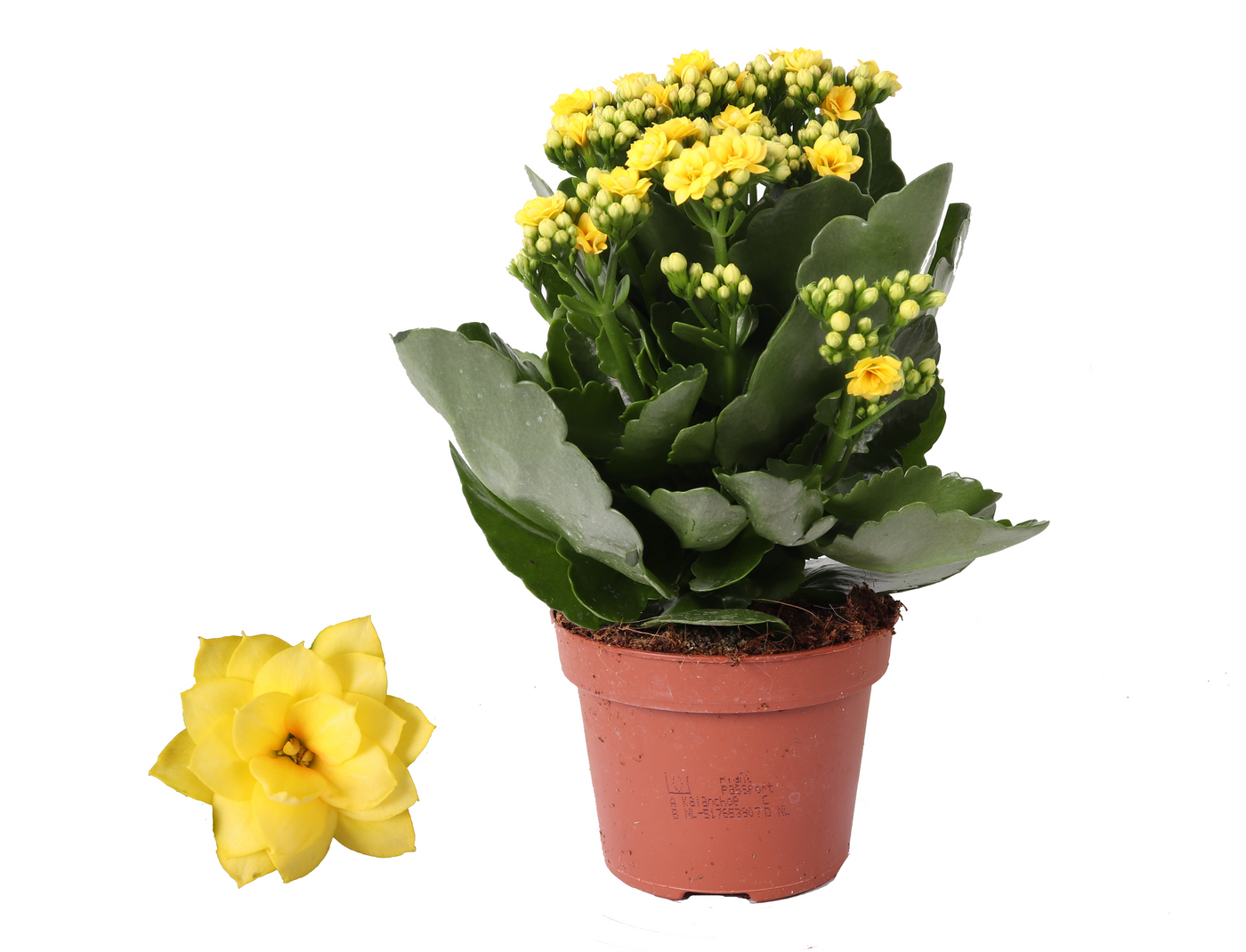 Planta naturala Yellow H27cm Kalanchoe Rosalina PS12/ in pamant