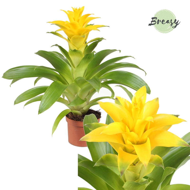 Planta naturala Yellow H30cm Guzmania Diana PS9/ in pamant