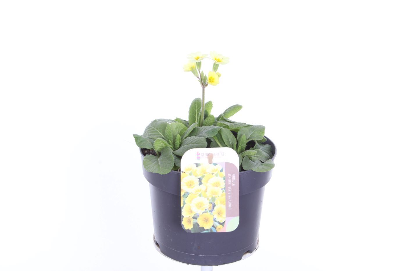 Planta naturala Yellow H30cm Primula elatior Veristar Lemon PS17/ in pamant