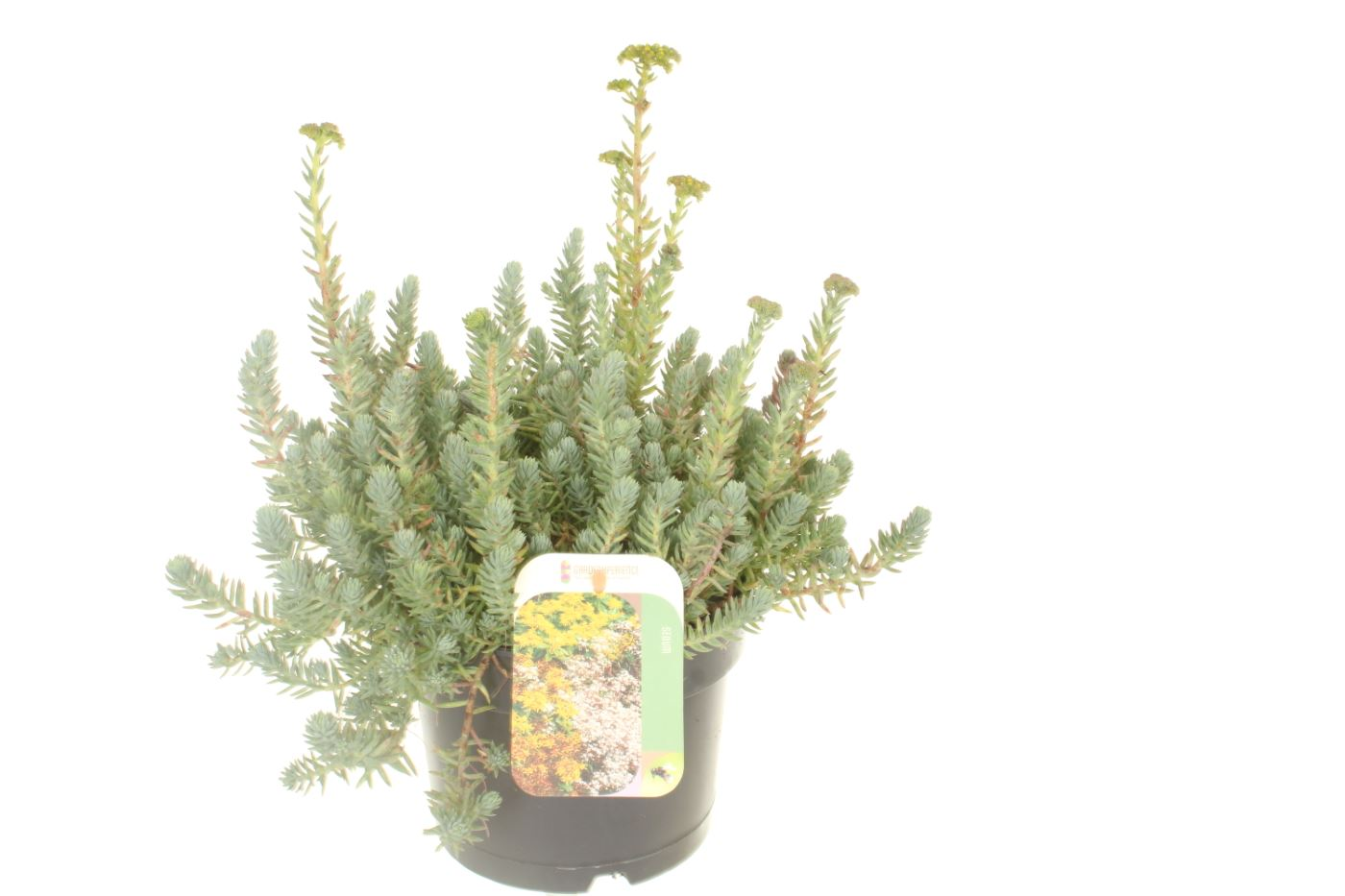Planta naturala Yellow H30cm Sedum reflexum PS17/ in pamant
