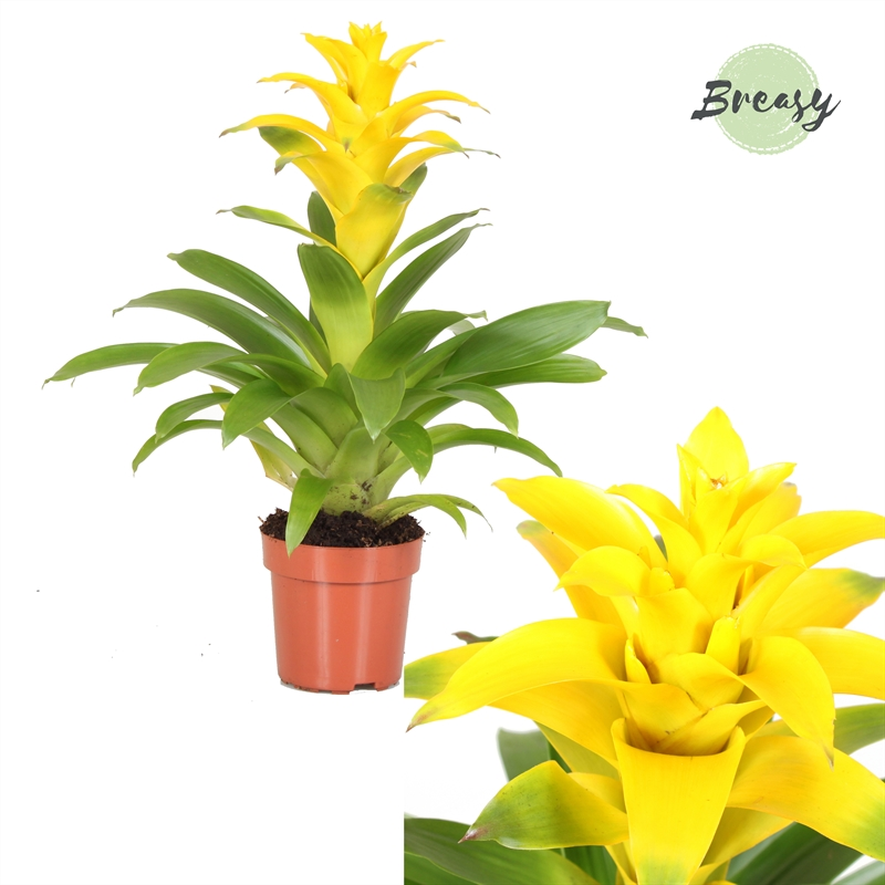 Planta naturala Yellow H42cm Guzmania Diana PS12/ in pamant