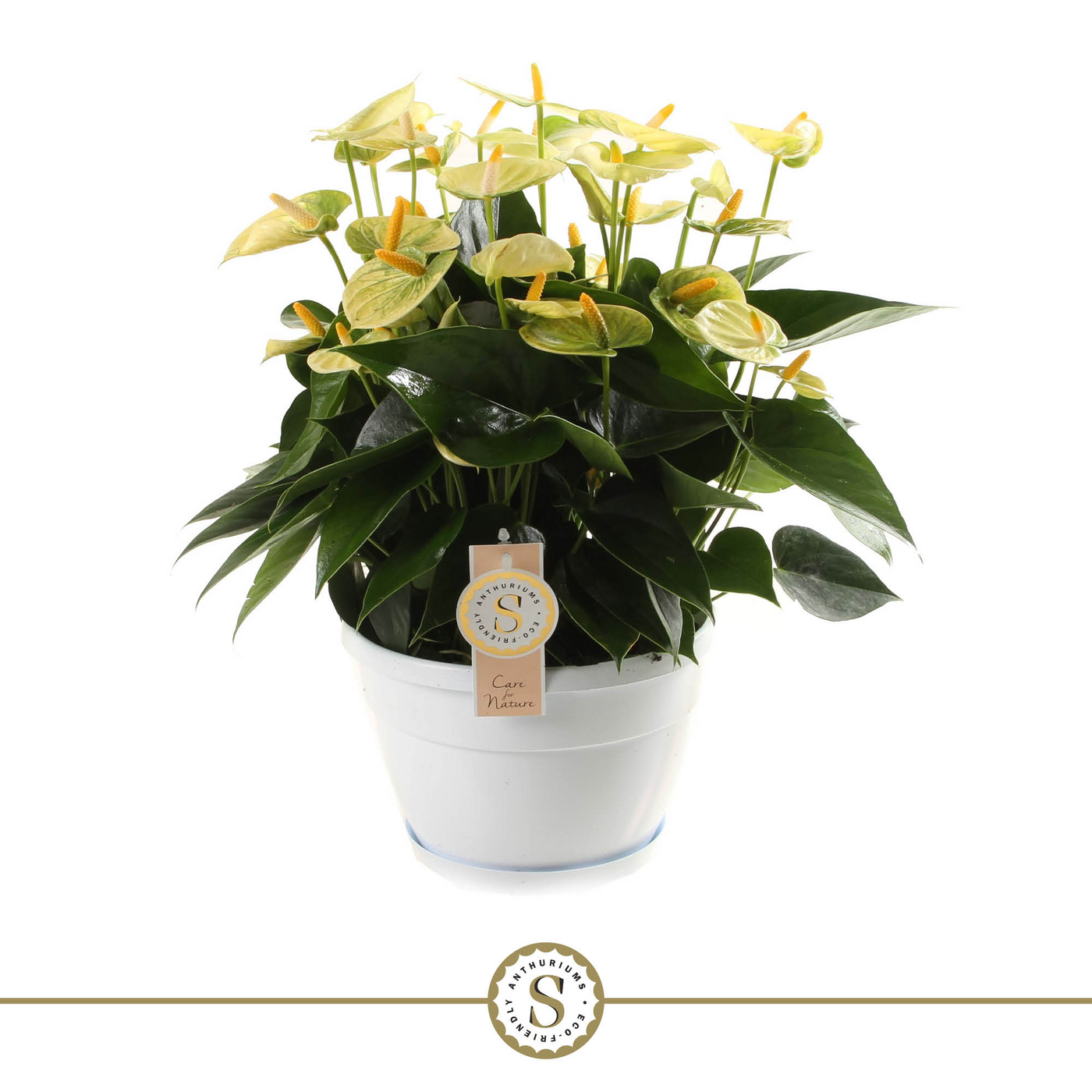 Planta naturala Yellow H45cm Anthurium Yellow Champion PS20/ in pamant