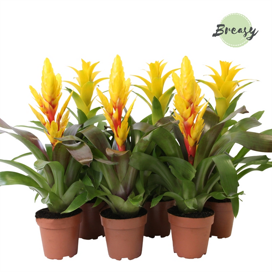 Planta naturala Yellow H45cm Bromelia Yellow PS12/ in pamant