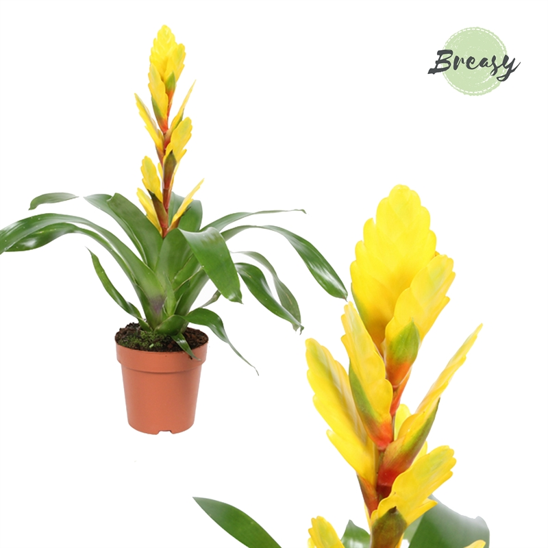 Planta naturala Yellow H45cm Vriesea Vision PS12/ in pamant