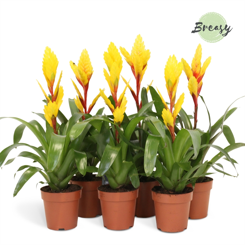 Planta naturala Yellow H45cm Vriesea Yellow PS12/ in pamant