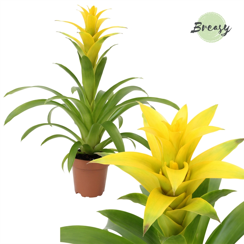 Planta naturala Yellow H48cm Guzmania Suerte PS12/ in pamant