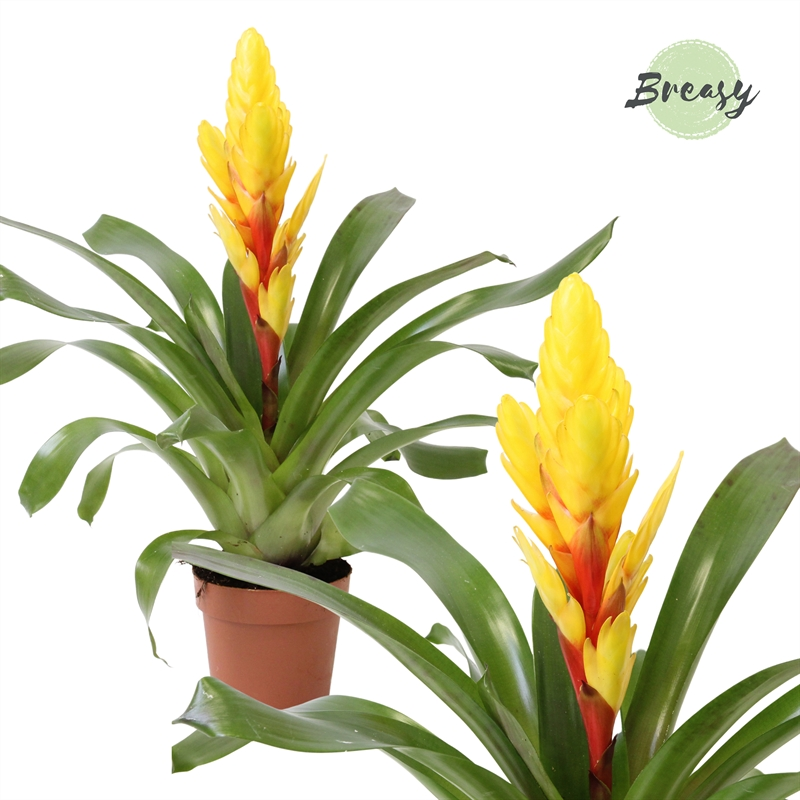 Planta naturala Yellow H48cm Vriesea Intenso Yellow PS12/ in pamant