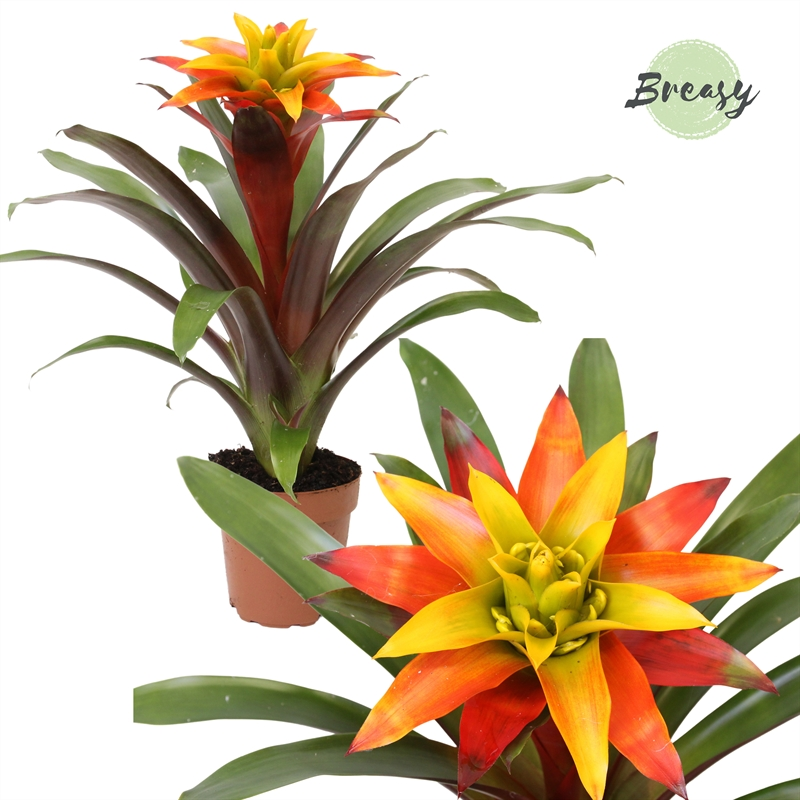 Planta naturala Yellow Orange H42cm Guzmania Fiero Yellow PS12/ in pamant