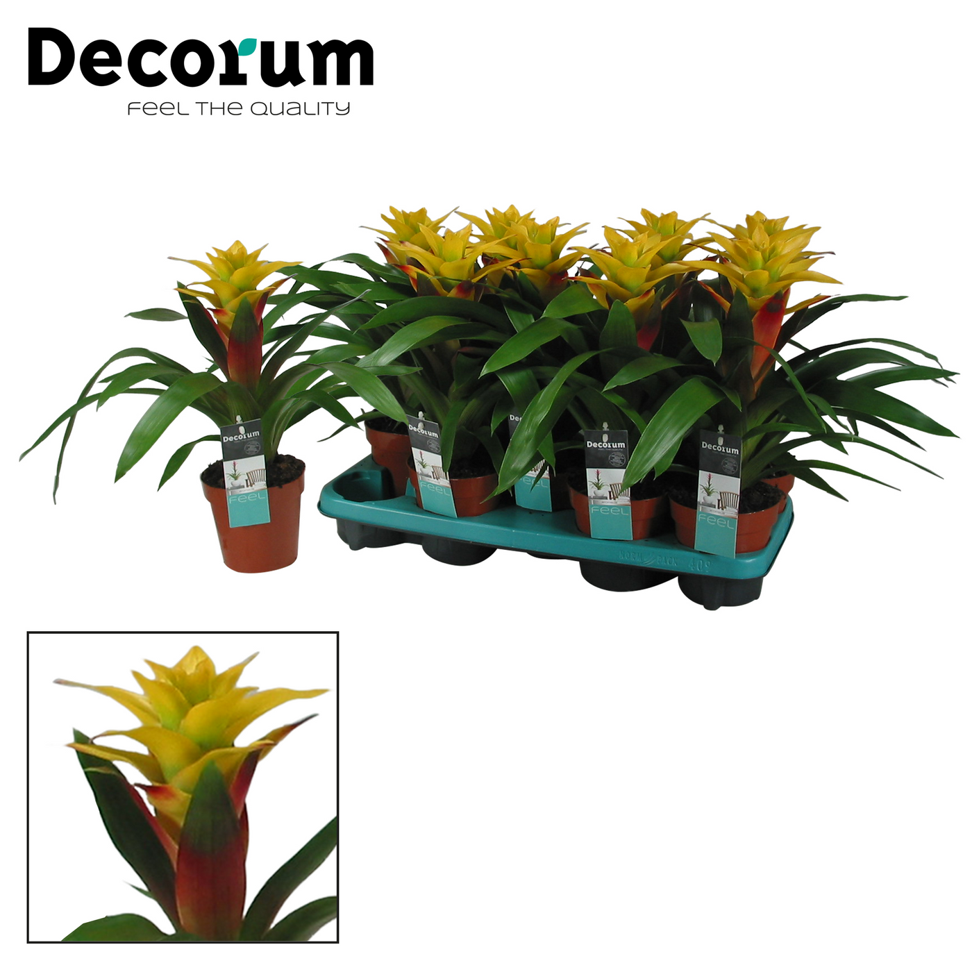 Planta naturala Yellow Red H40cm Guzmania Fancy PS13/ in pamant