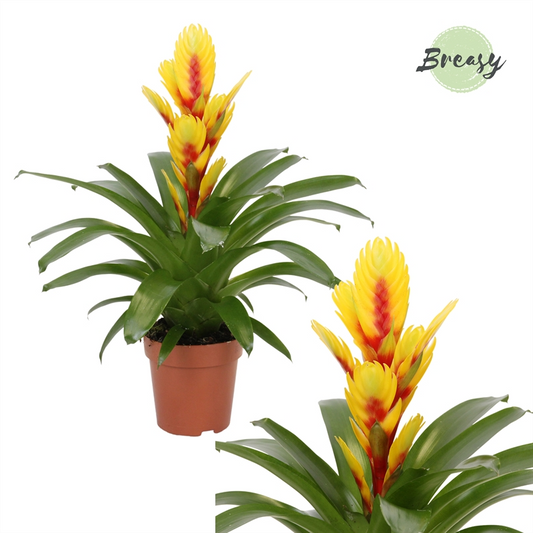 Planta naturala Yellow/Red H45cm Vriesea Intenso Yellow Flame PS12/ in pamant