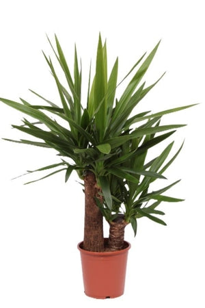 Planta naturala Yucca elephantipes H100 cm PS21 cm in pamant
