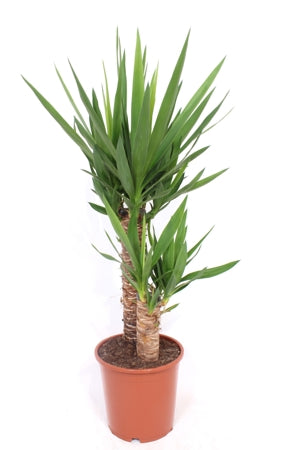 Planta naturala Yucca elephantipes H100 cm PS21 cm in pamant