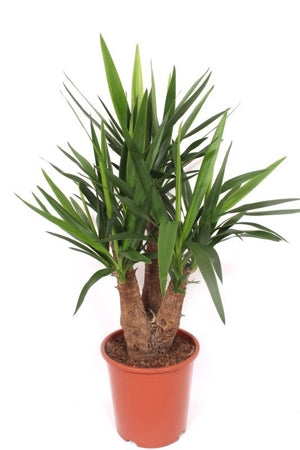 Planta naturala Yucca elephantipes H100 cm PS27 cm in pamant