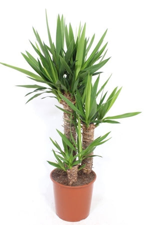 Planta naturala Yucca elephantipes H120 cm PS24 cm in pamant