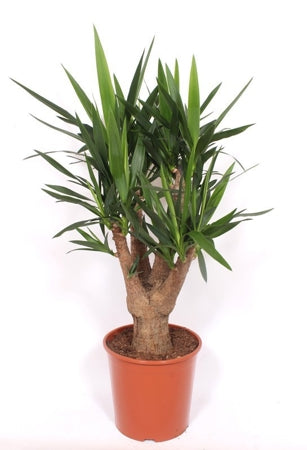 Planta naturala Yucca elephantipes H120 cm PS30 cm in pamant