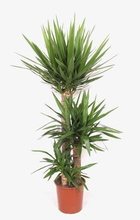 Planta naturala Yucca elephantipes H160 cm PS27 cm in pamant