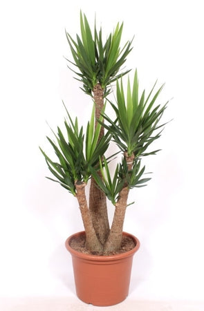 Planta naturala Yucca elephantipes H180 cm PS50 cm in pamant