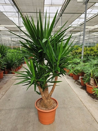 Planta naturala Yucca elephantipes H180 cm PS50 cm in pamant