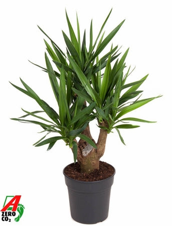 Planta naturala Yucca H100 cm PS24 cm in pamant