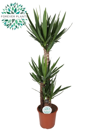 Planta naturala Yucca H130 cm PS24 cm in pamant