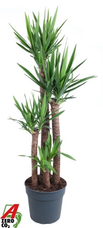Planta naturala Yucca H180 cm PS34 cm in pamant