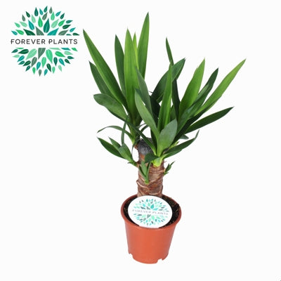 Planta naturala Yucca H45 cm PS12 cm in pamant