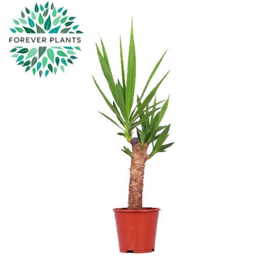 Planta naturala Yucca H60 cm PS14 cm in pamant