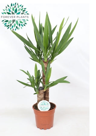 Planta naturala Yucca H75 cm PS17 cm in pamant