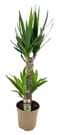 Planta naturala Yucca H80 cm PS17 cm in pamant