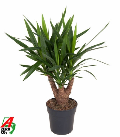Planta naturala Yucca H80 cm PS21 cm in pamant