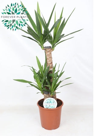 Planta naturala Yucca H95 cm PS21 cm in pamant