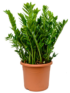 Planta naturala Zamioculcas zamiifolia D60XH110 cm PS26/26 cm in pamant