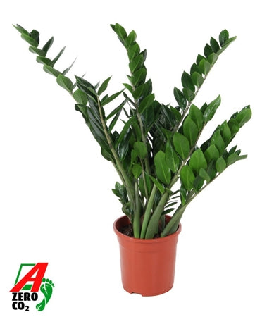 Planta naturala Zamioculcas zamiifolia H100 cm PS24 cm in pamant