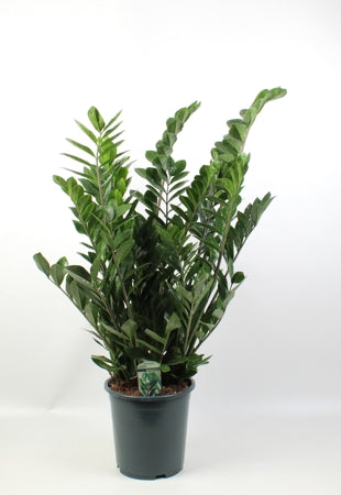 Planta naturala Zamioculcas zamiifolia H100 cm PS27 cm in pamant