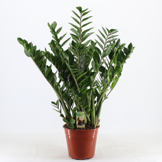 Planta naturala Zamioculcas zamiifolia H110 cm PS27 cm in pamant