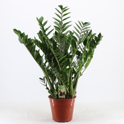 Planta naturala Zamioculcas zamiifolia H110 cm PS27 cm in pamant