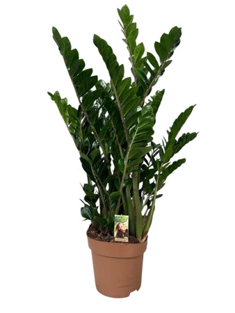 Planta naturala Zamioculcas zamiifolia H110 cm PS30 cm in pamant