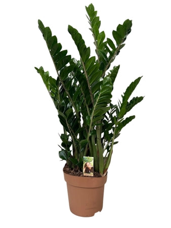 Planta naturala Zamioculcas zamiifolia H110 cm PS30 cm in pamant