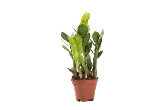 Planta naturala Zamioculcas zamiifolia H32 cm PS11 cm in pamant