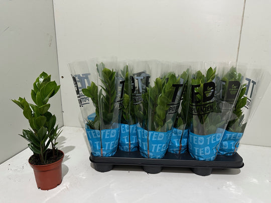 Planta naturala Zamioculcas zamiifolia H32 cm PS11 cm in pamant