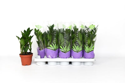 Planta naturala Zamioculcas zamiifolia H35 cm PS12 cm in pamant