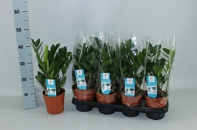 Planta naturala de interior Tuft D25xH50cm Zamioculcas zamiifolia 4pp P14cm in pamant